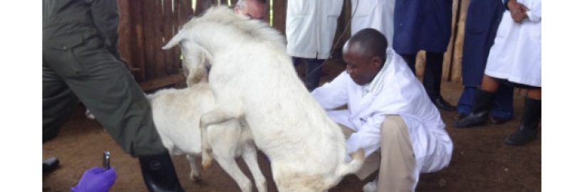 Artificial Insemination in Goats